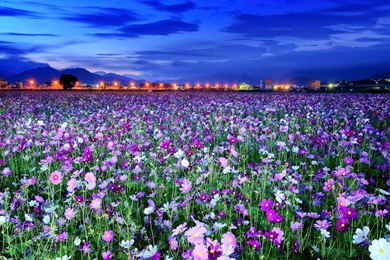 Spring Flowers   Flowers Wallpapers (31493902)   Fanpop