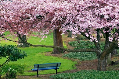 Spring Trees And Flowers Wallpaper 2.jpg