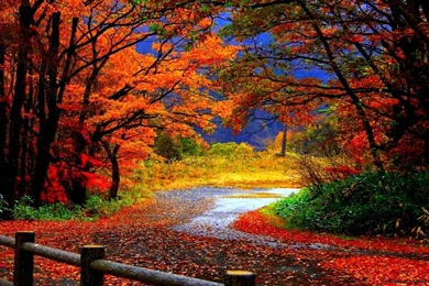 Autumn Wallpapers Hd Widescreen Desktop