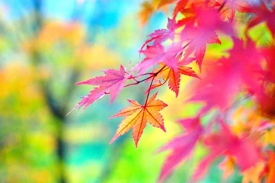 HD Quality Beautiful Autumn Leaves Desktop Wallpapers HD 15 ...