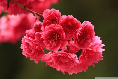 Beautiful Spring Flowers Images, Pictures And Wallpapers