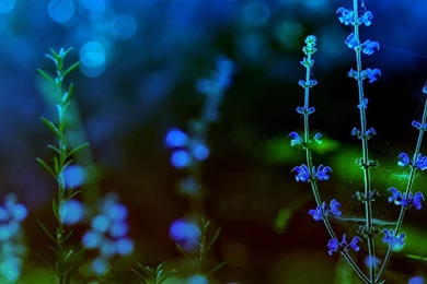 Spring Flowers Wallpapers Widescreen