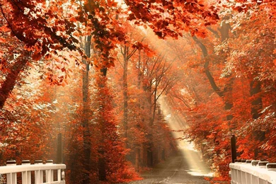 Autumn Scenery Manualwall.com
