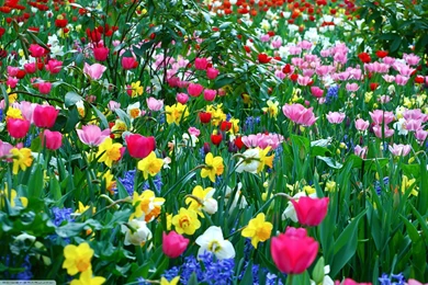 Spring flowers wallpaperflower wallpaper background hd desktop widescreen.jpg