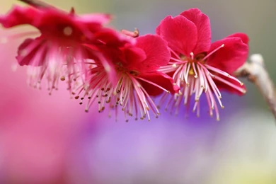 Pictures Of Spring Flowers Download