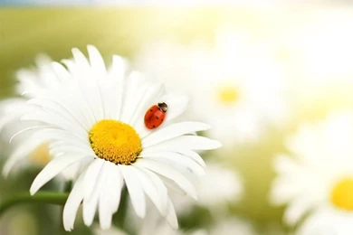 Spring Flowers Wallpapers   Crazy Frankenstein