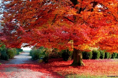 Autumn Desktop Wide Wallpapers