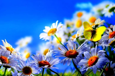 Spring Backgrounds Free Download