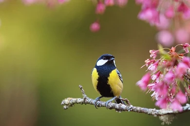 1600x900 Bird Spring Flowers Wallpapers