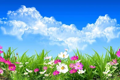 Wild Spring Flowers Wallpapers HD Download Of Spring Day