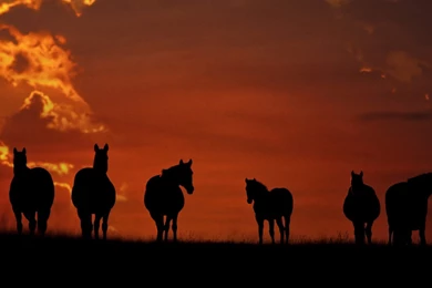 YouWall   Horses Wallpapers   Wallpaper,wallpapers,free Wallpapers ...