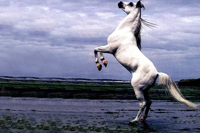 Horses Wallpapers Crazy Frankenstein