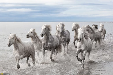 Wild Horses Picture    Animal Wallpapers    National Geographic ...