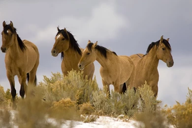 Horse Wallpapers   Four Horses Wallpapers   HD Wallpapers 95784