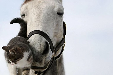 Beautiful Horse   Horses Wallpapers (22410531)   Fanpop