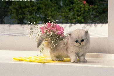 Cute Kitten Wallpapers   Kittens Wallpapers (13939019)   Fanpop