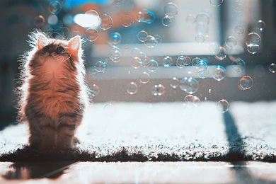 Cat Bubbles Wallpapers   Kittens Wallpapers