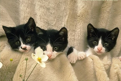 Cute Kitten Wallpapers   Kittens Wallpapers (13938983)   Fanpop