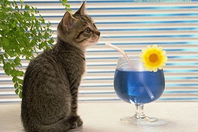 Cute Kitten Wallpapers   Kittens Wallpapers (13938544)   Fanpop