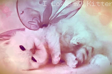 Cute Kitten Wallpaper kittens 16094693 1280 800 Photo By Sakoni111 ...