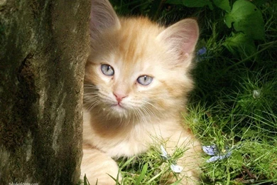 My Tiger Wallpapers   Kittens Wallpapers (22154552)   Fanpop