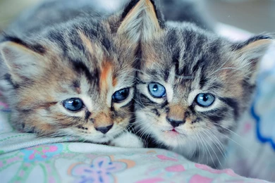 Download Wallpapers 3840x2160 Kittens, Couple, Down, Cute 4K Ultra ...