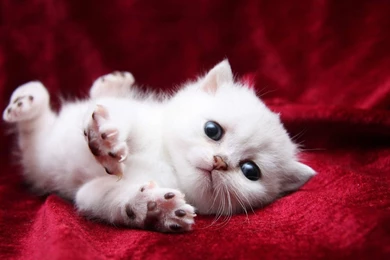 Wallpapers Cats Kittens Animals Image