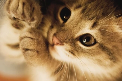 Cute Lazy Kitten HD Desktop Wallpapers : High Definition ...