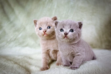 Download Wallpapers 2560x1600 Kittens, Couple, Beautiful, Sitting ...