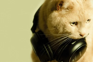Cat And Headphones Wallpapers Free Cat And Headphones Wallpapers By ...