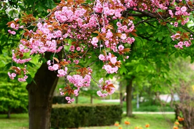 Spring Scenes Desktop Wallpaper, Spring Scenes Backgrounds