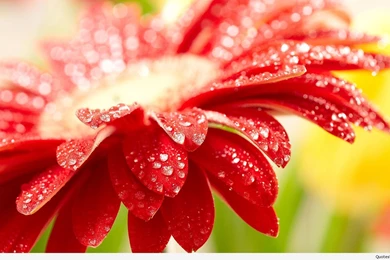 Top Wonderful Spring Wallpaper Backgrounds 2016 2017