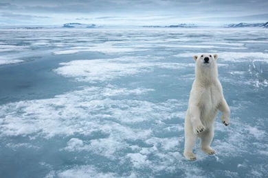 Polar Bear Desktop Wallpapers   , New Wallpapers, New Wallpapers