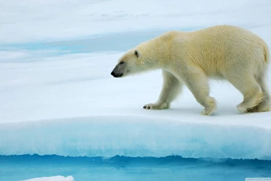 Polar Bear HD Desktop Wallpapers : Widescreen : High Definition ...