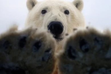 Paws Of A Polar Bear Wallpapers And Images   Wallpapers, Pictures ...