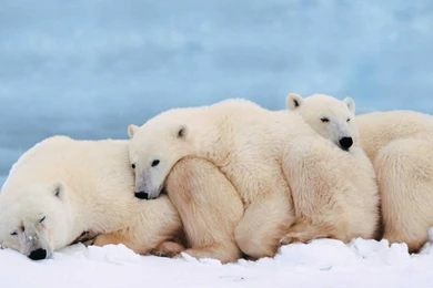 Polar Bear Wallpapers Download Best Collection Of White Bear