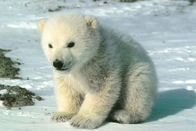 Baby Polar Bear Wallpapers