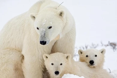 311 Polar Bear HD Wallpapers