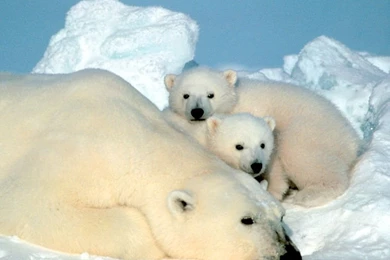 Baby Polar Bear Wallpapers