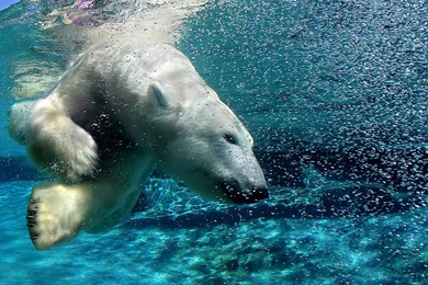 Wallpaper_animal_NC3