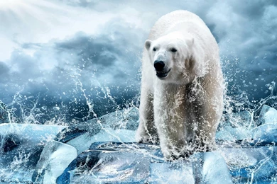 Polar Bear Bear Ice Floes Ice Spray Winter Drops Spray Wallpapers ...