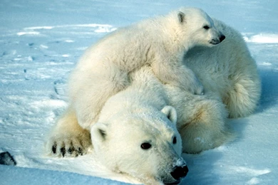 Polar Bears   Wallpaper.
