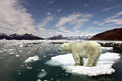 Polar Bear Ice Wallpapers