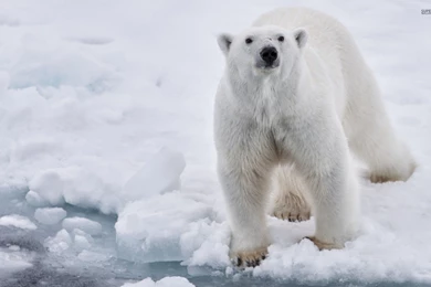 Polar bear 33421 1920x1200.jpg