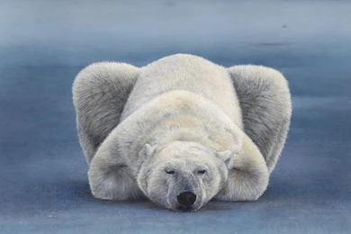 Polar Bear HD Wallpapers For Desktop