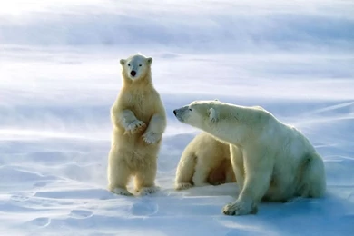 Polar Bear Pictures   Beautiful Polar Bears Photos