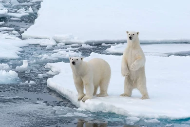 311 Polar Bear HD Wallpapers
