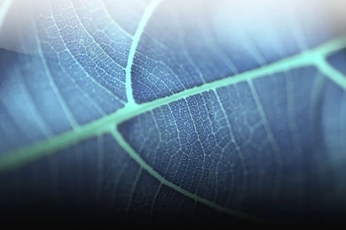 Transparent HD Wallpapers