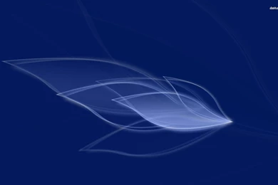 Transparent Feathers Wallpapers   Abstract Wallpapers