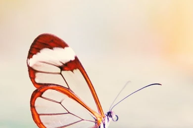 Transparent Wings Butterfly HD Desktop Wallpapers : High Definition ...
